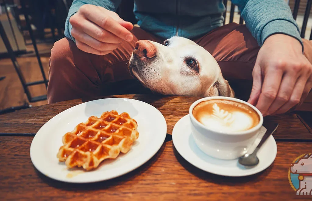 Top Dog-Friendly Destinations in the UK