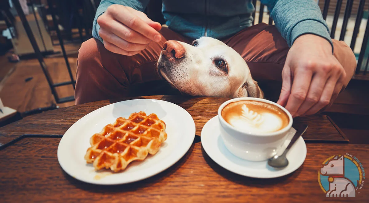 Top Dog-Friendly Destinations in the UK