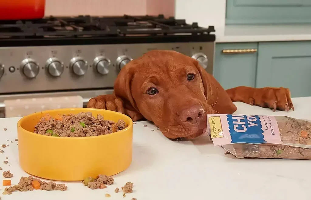 Brown Puppy reaching to eat Butternut Box dog food from kitchen worktop