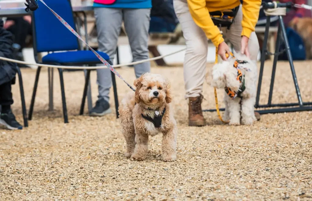 Paws 4 Fort Event 2024 - Little dogs on leads