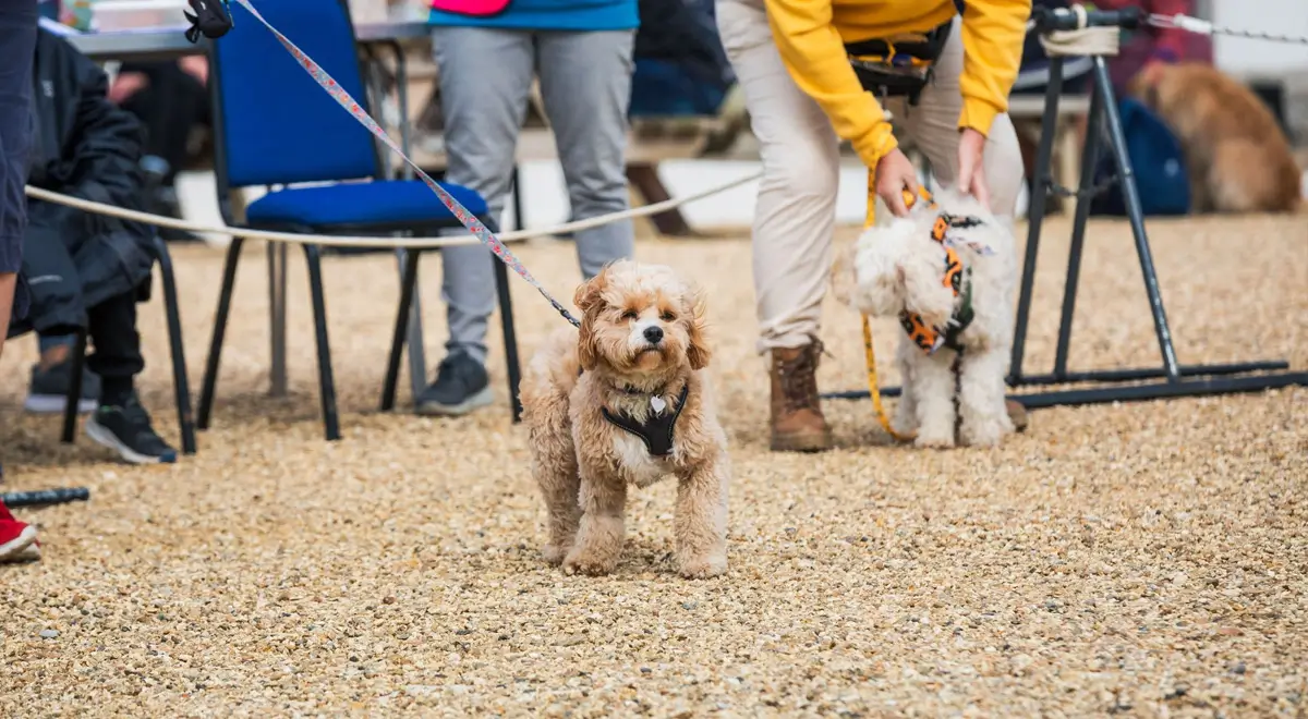 Paws 4 Fort Event 2024 - Little dogs on leads
