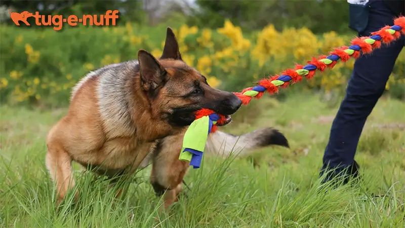 German Shepherd playing with Tug-E-Nuff strong dog toy