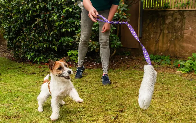Terrier chasing a Tug-E-Nuff dog toy